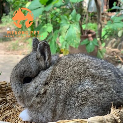 Tìm Hiểu Về Thỏ Lùn Hà Lan Netherland Dwarf